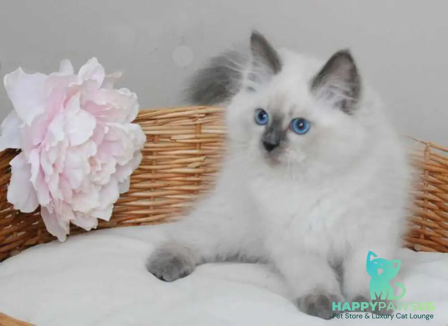 Almaz Siberian male blue pointed - live animals