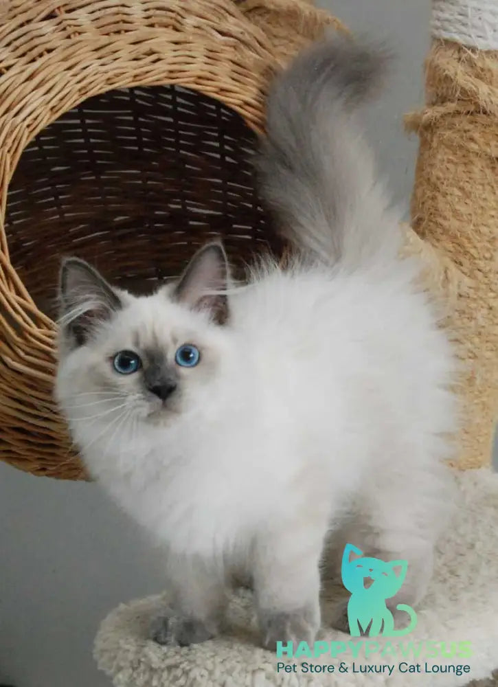 Almaz Siberian male blue pointed - live animals