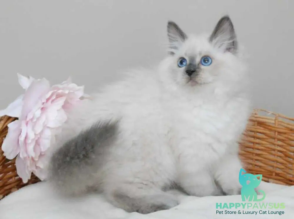 Almaz Siberian male blue pointed - live animals