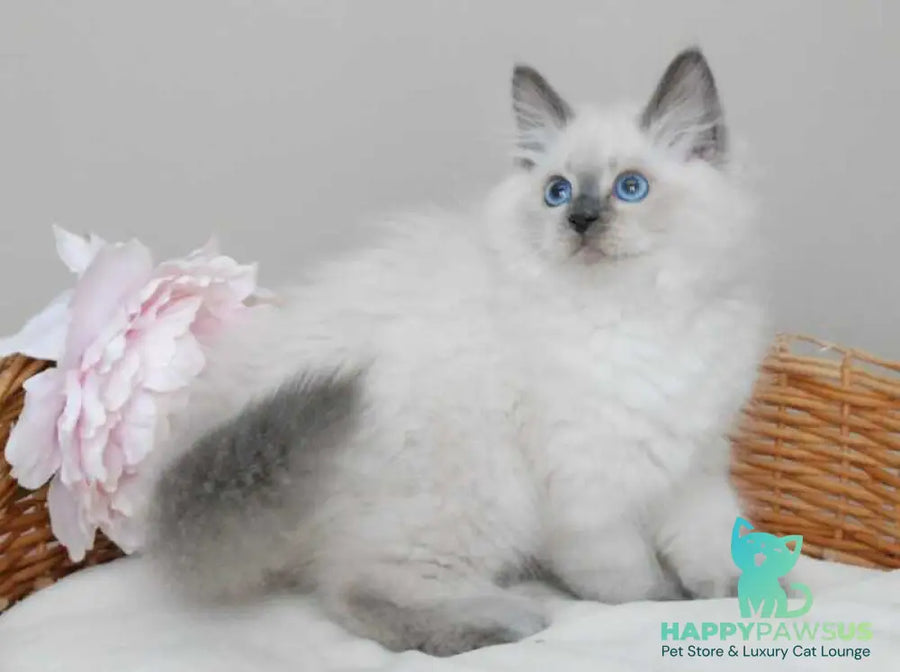 Almaz Siberian male blue pointed - live animals