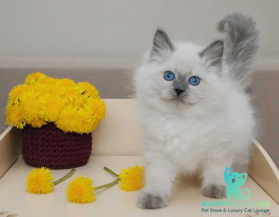 Almaz Siberian male blue pointed - live animals