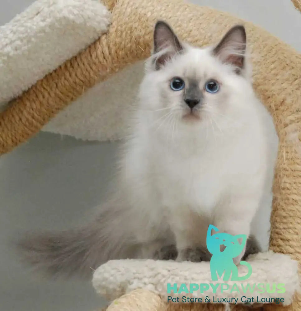 Almaz Siberian male blue pointed - live animals