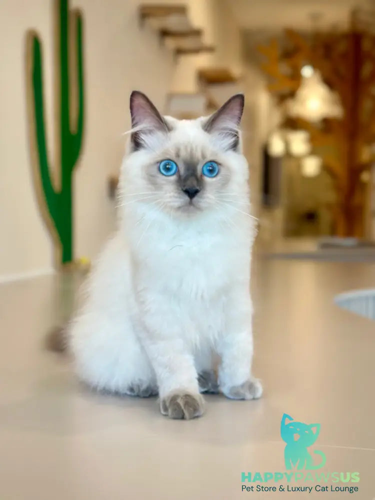Almaz Siberian male blue pointed - live animals