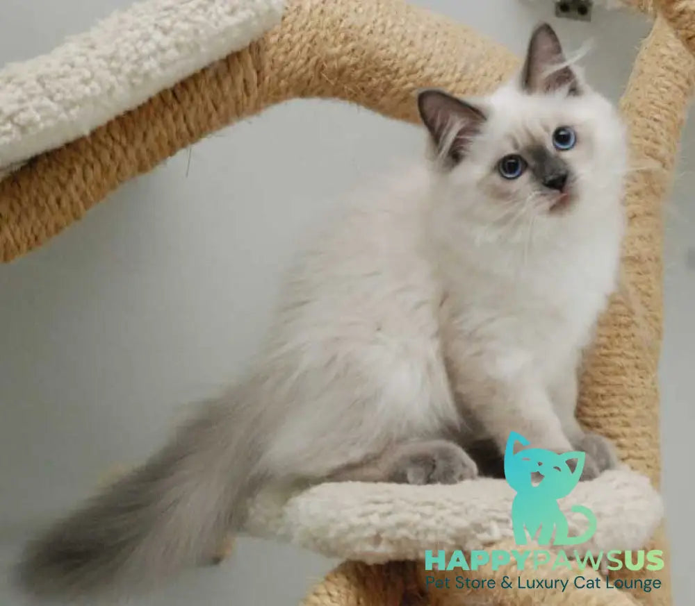 Almaz Siberian male blue pointed - live animals