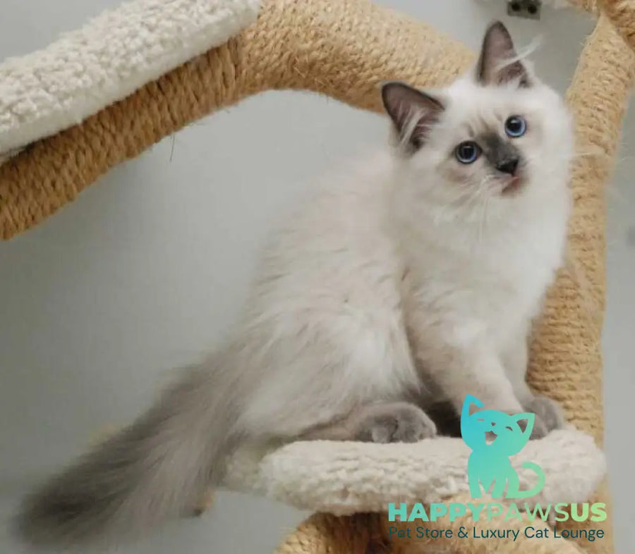 Almaz Siberian male blue pointed - live animals