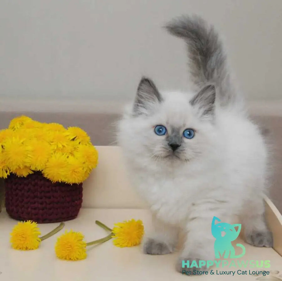 Almaz Siberian male blue pointed - live animals