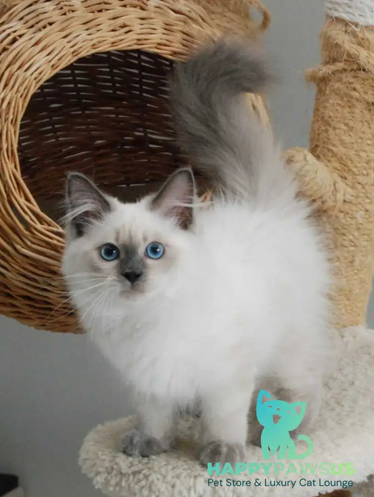 Almaz Siberian male blue pointed - live animals