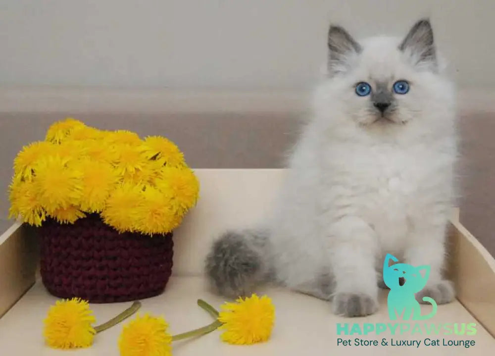 Almaz Siberian male blue pointed - live animals