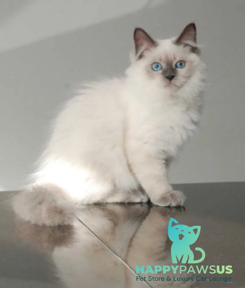 Almaz Siberian male blue pointed - live animals