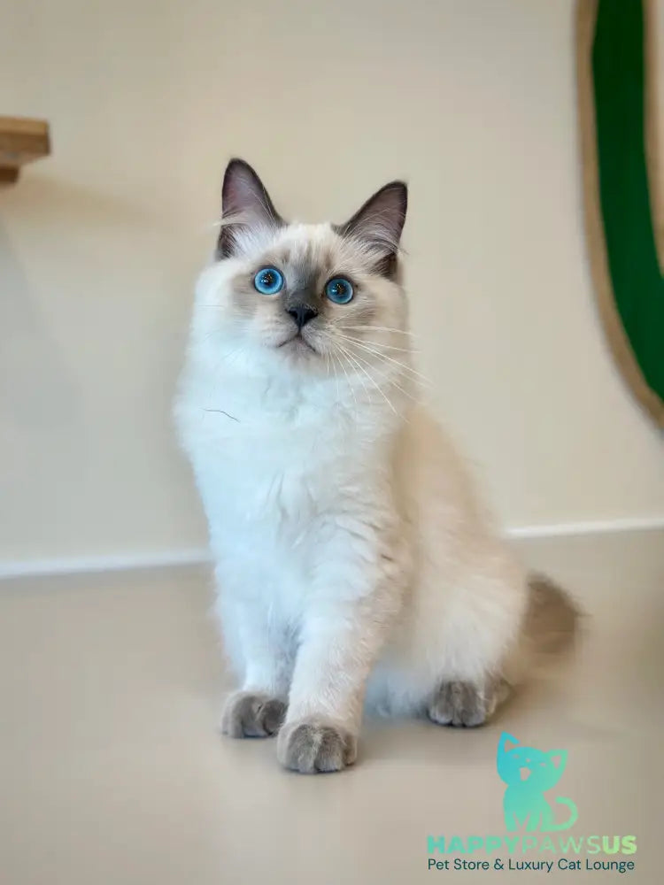 Almaz Siberian male blue pointed - live animals