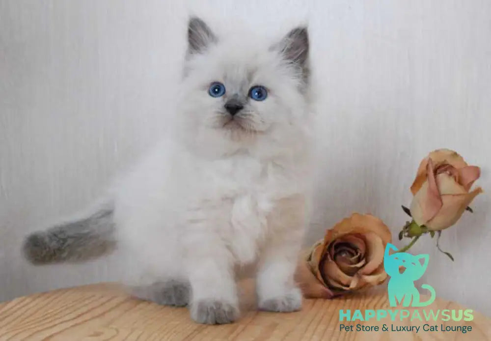 Almaz Siberian male blue pointed - live animals
