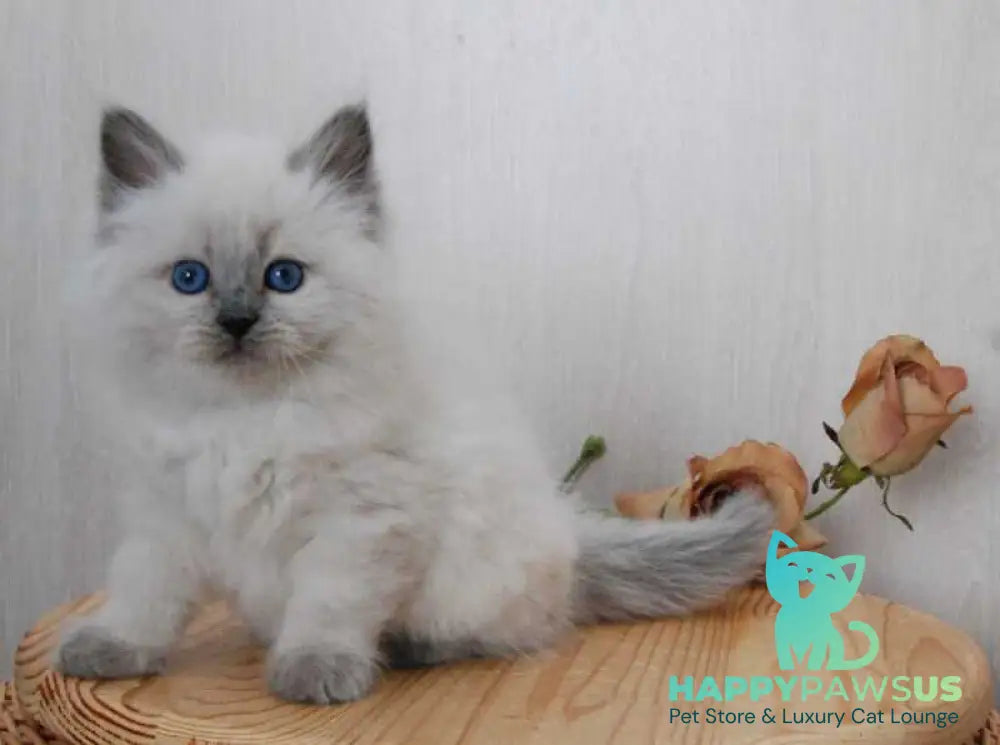 Almaz Siberian male blue pointed - live animals