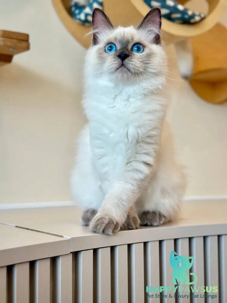 Almaz Siberian male blue pointed - live animals