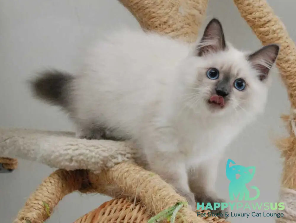 Almaz Siberian male blue pointed - live animals