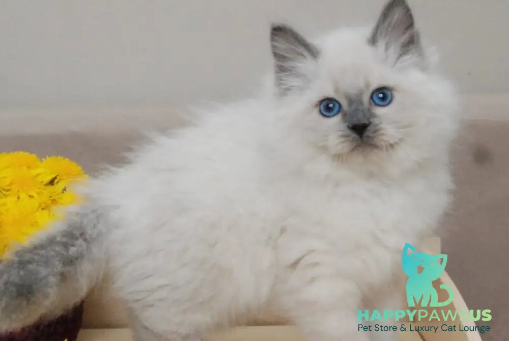 Almaz Siberian male blue pointed - live animals