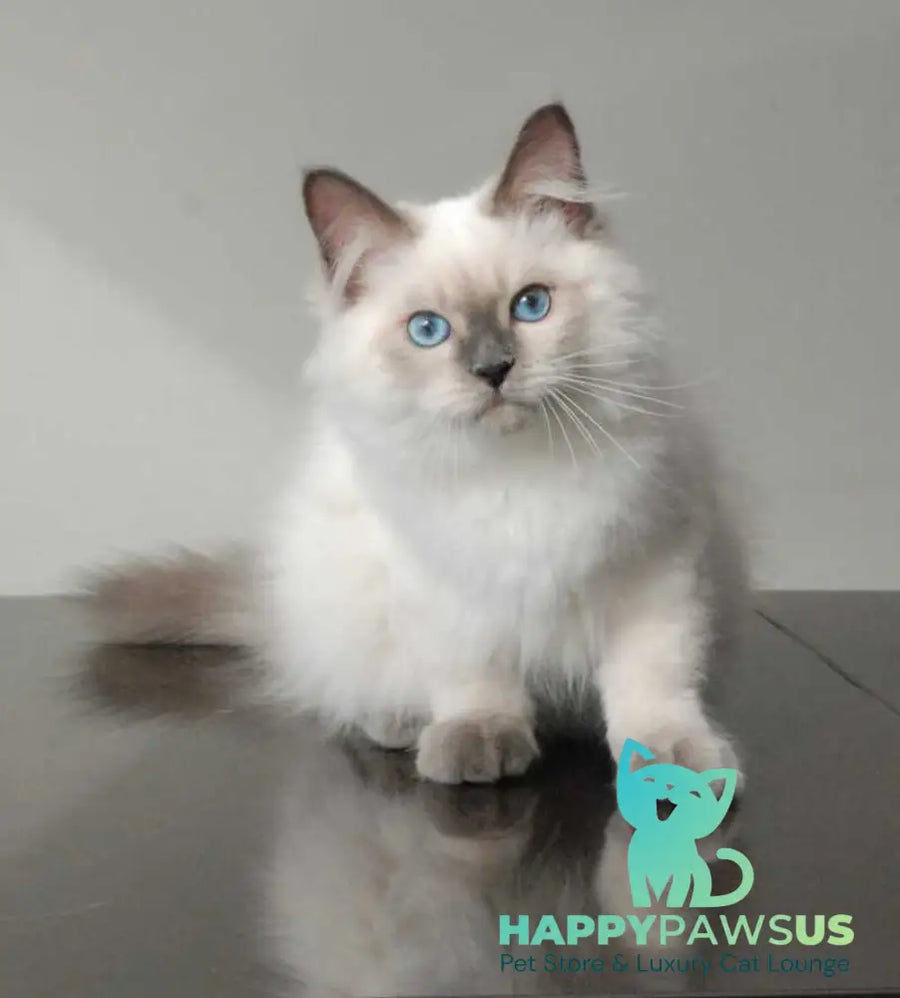 Almaz Siberian male blue pointed - live animals