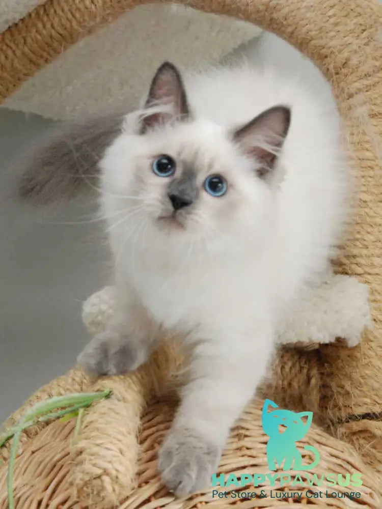 Almaz Siberian male blue pointed - live animals