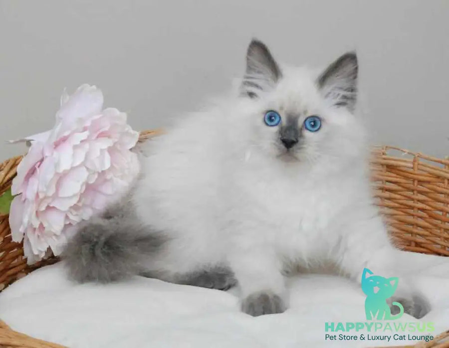 Almaz Siberian male blue pointed - live animals