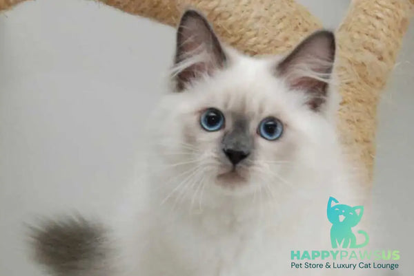 Almaz Siberian male blue pointed - live animals