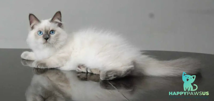 Almaz Siberian male blue pointed - live animals