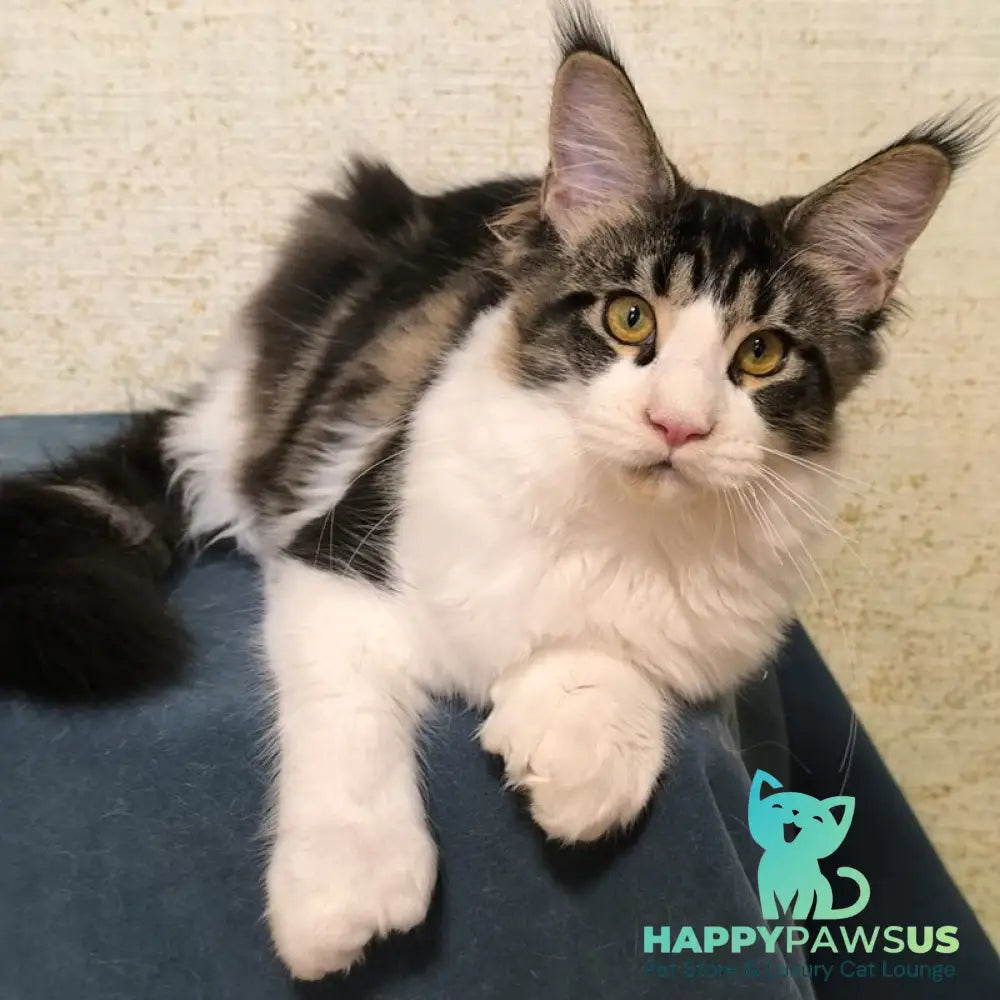 Alpha Maine Coon polydactyl female black tabby bicolour - live animals
