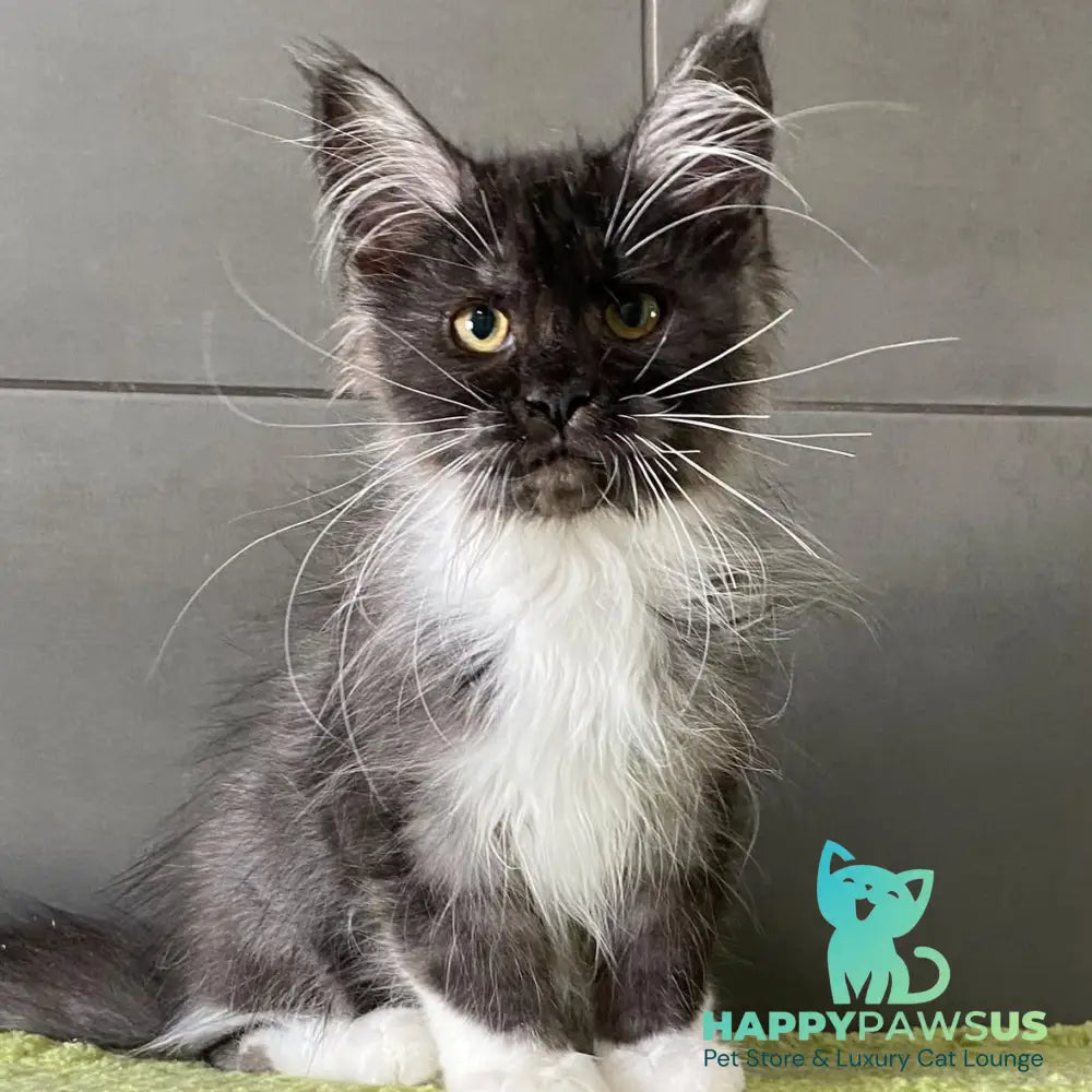Alushta Maine Coon female black silver bicolour - live animals