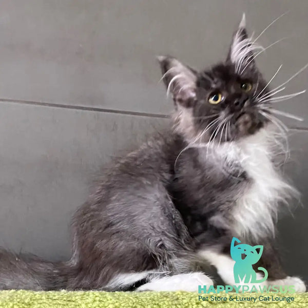 Alushta Maine Coon female black silver bicolour - live animals