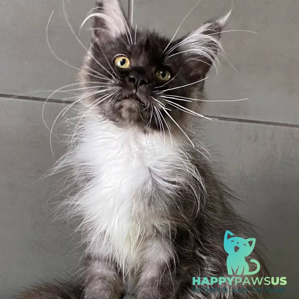 Alushta Maine Coon female black silver bicolour - live animals