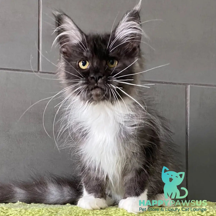 Alushta Maine Coon female black silver bicolour - live animals