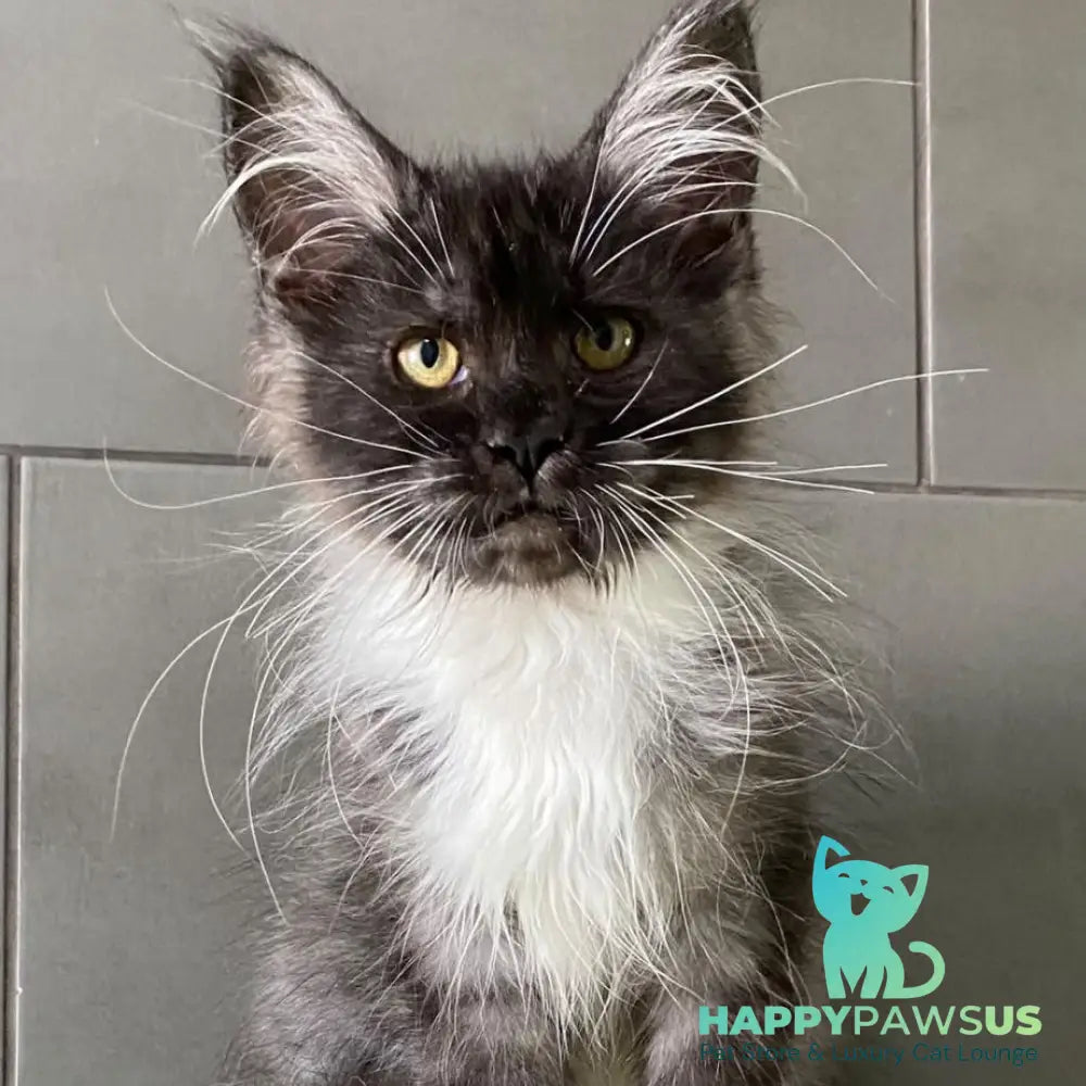 Alushta Maine Coon female black silver bicolour - live animals