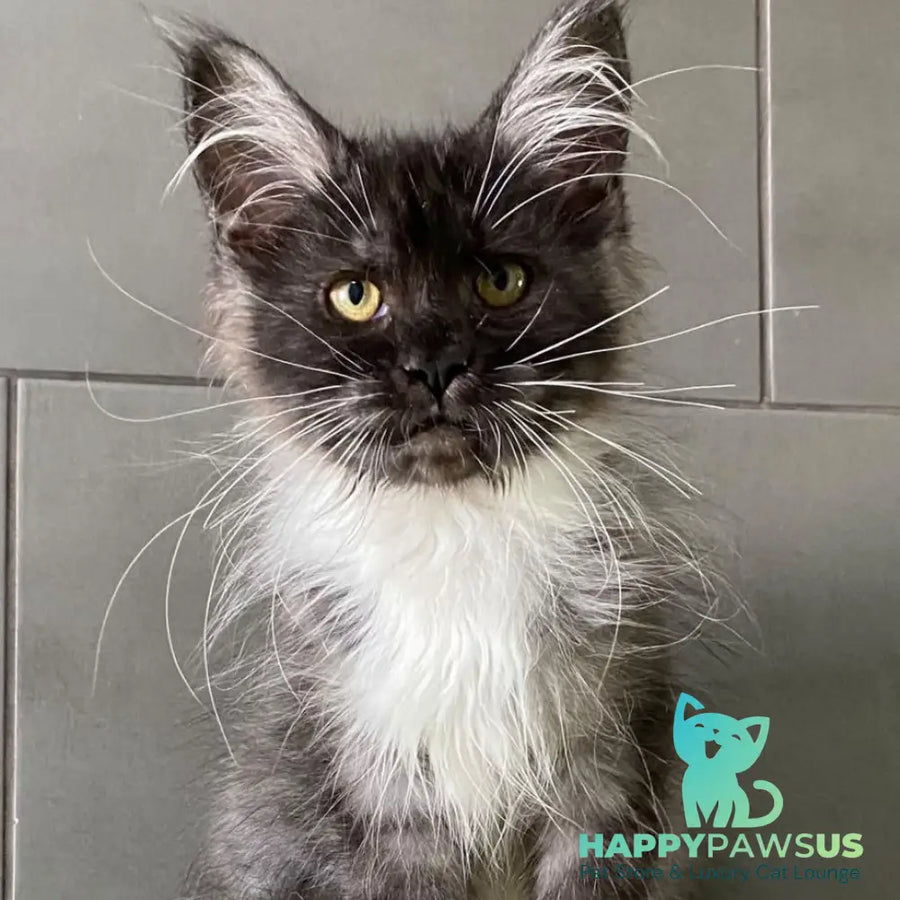 Alushta Maine Coon female black silver bicolour - live animals