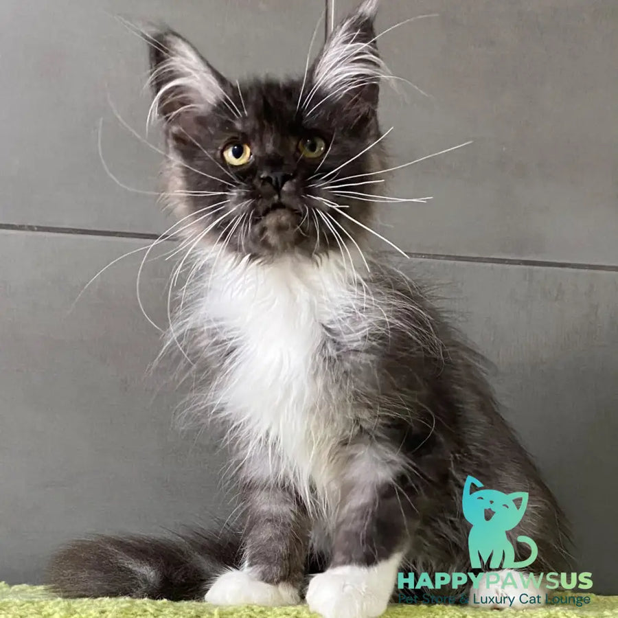 Alushta Maine Coon female black silver bicolour - live animals