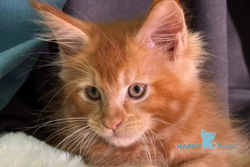 Alvaro Maine Coon male red ticked tabby live animals