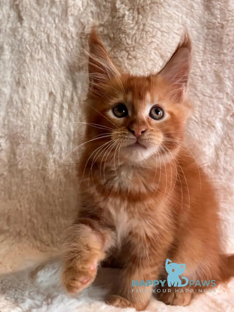 Alvaro Maine Coon male red ticked tabby live animals