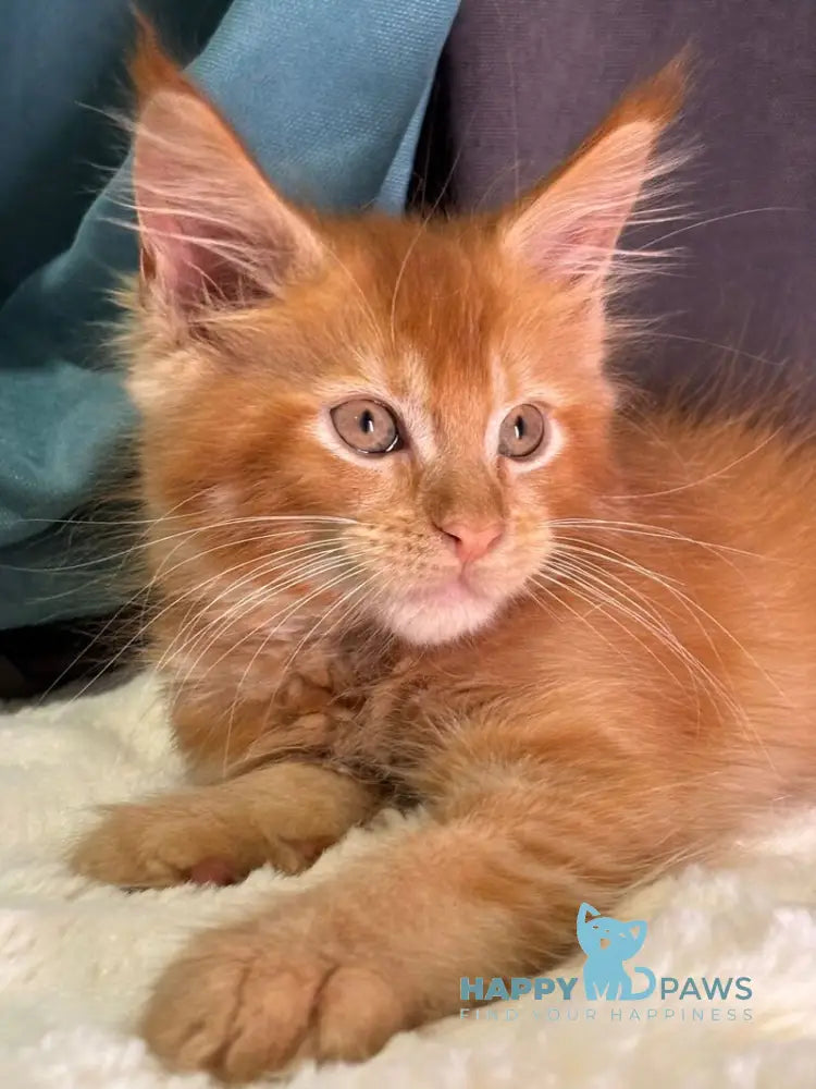 Alvaro Maine Coon male red ticked tabby live animals