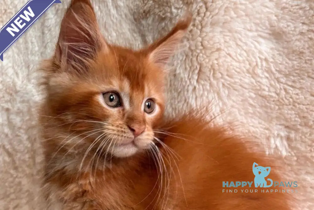 Alvaro Maine Coon male red ticked tabby live animals
