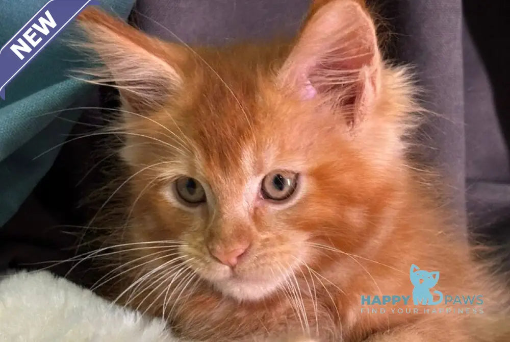 Alvaro Maine Coon male red ticked tabby live animals