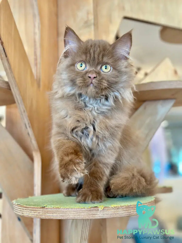 Alvaro Scottish Straight male cinnamon - live animals