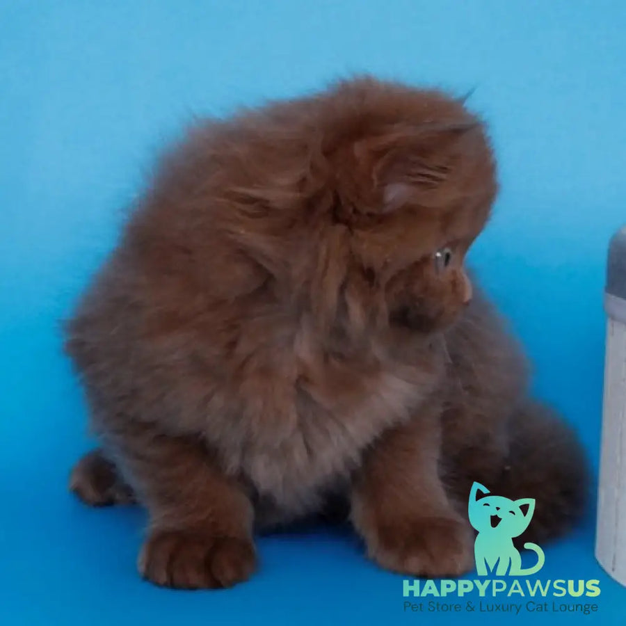 Alvaro Scottish Straight male cinnamon - live animals