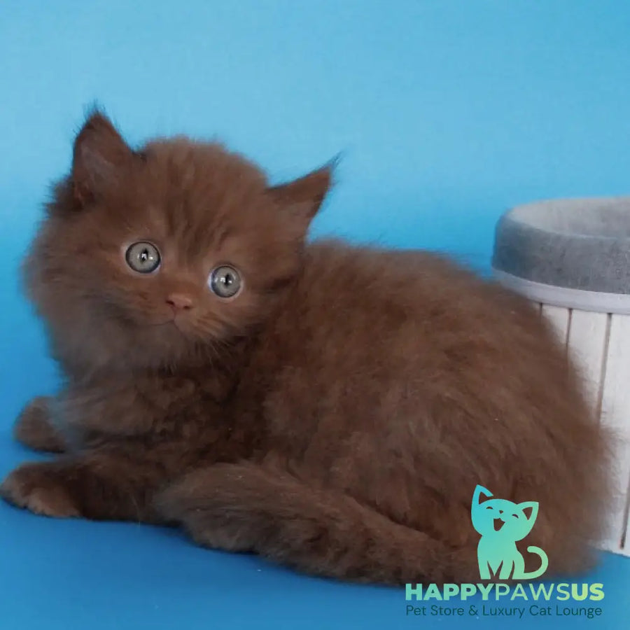 Alvaro Scottish Straight male cinnamon - live animals