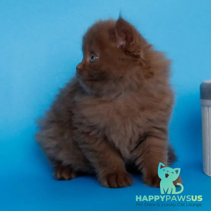 Alvaro Scottish Straight male cinnamon - live animals