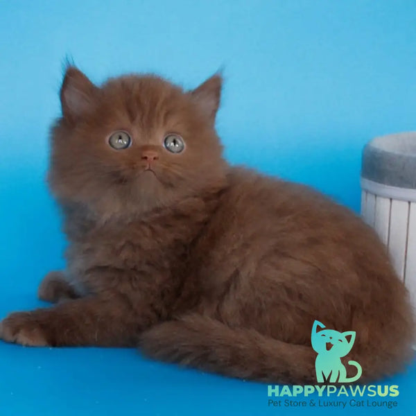 Alvaro Scottish Straight male cinnamon - live animals