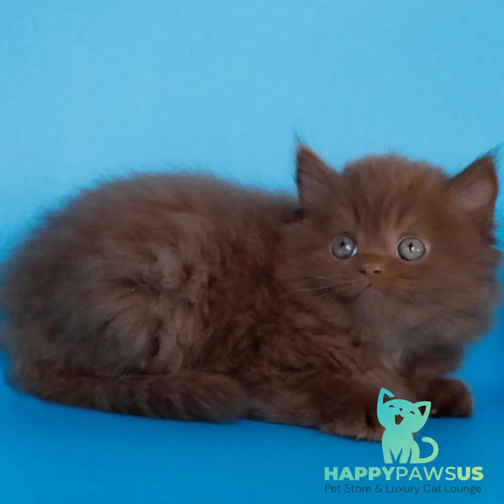 Alvaro Scottish Straight male cinnamon - live animals