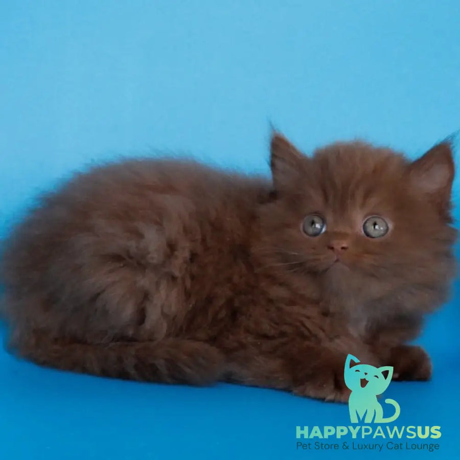 Alvaro Scottish Straight male cinnamon - live animals