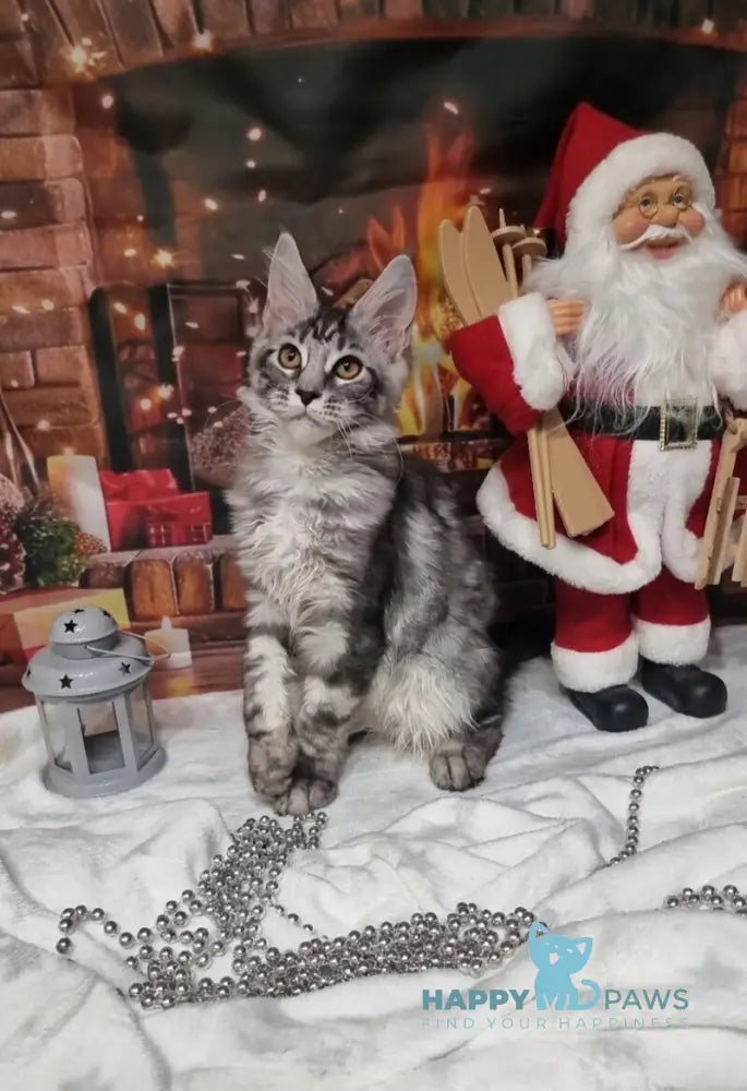 Alven Maine Coon male black silver tabby live animals
