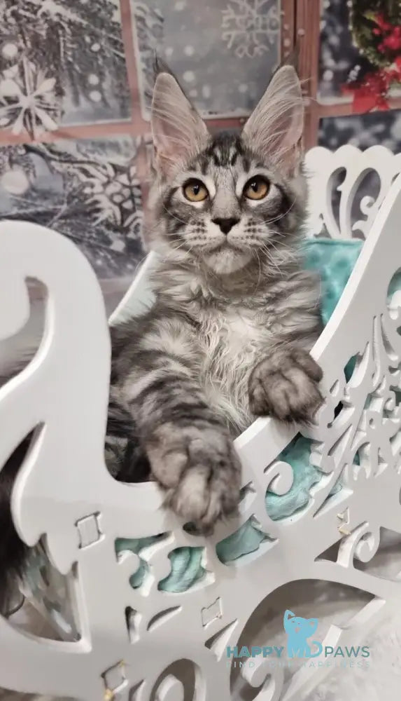 Alven Maine Coon male black silver tabby live animals