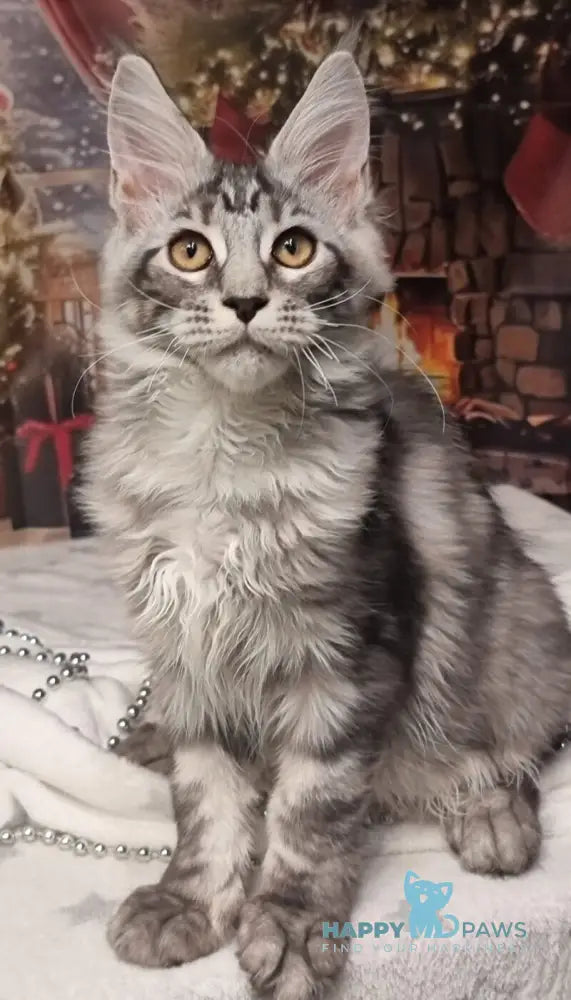 Alven Maine Coon male black silver tabby live animals