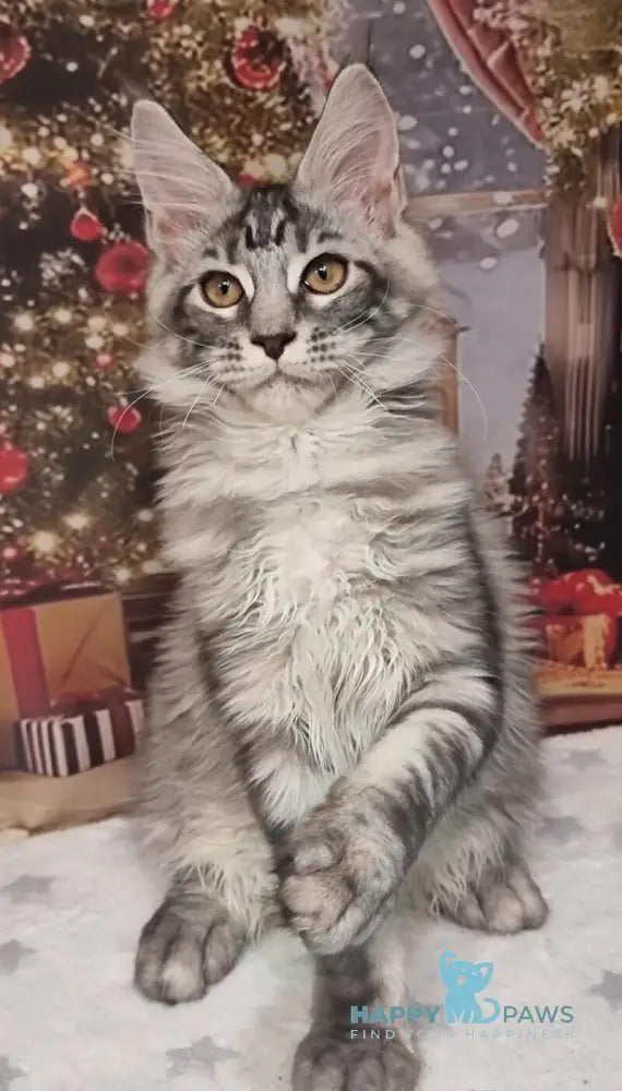 Alven Maine Coon male black silver tabby live animals