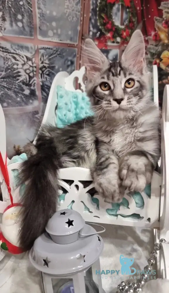 Alven Maine Coon male black silver tabby live animals