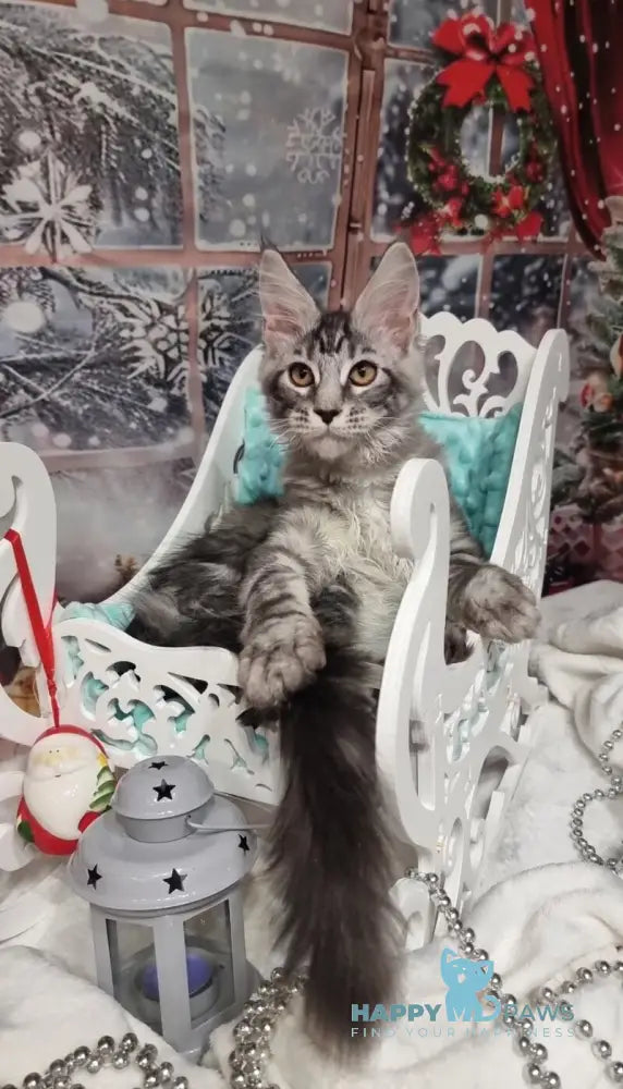 Alven Maine Coon male black silver tabby live animals